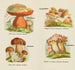 Petit atlas des champignons Pl 13 - Delachaux Niestle — visning af kunstværket
