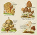 Petit atlas des champignons Pl 2 - Delachaux Niestlé — visning af kunstværket