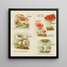 Petit atlas des champignons Pl6 - Delachaux Niestlé — indrammet kunstværk på væggen