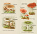 Petit atlas des champignons Pl6 - Delachaux Niestlé — visning af kunstværket