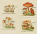 Petit atlas des champignons Pl7 - Delachaux Niestle — visning af kunstværket