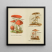 Petit atlas des champignons Pl8 - Delachaux Niestle — indrammet kunstværk på væggen