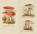 Petit atlas des champignons Pl8 - Delachaux Niestle — visning af kunstværket