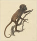 Petit singe - Pieter Pietersz Barbiers — visning af kunstværket