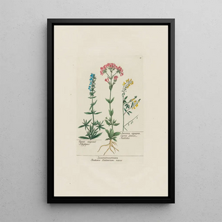 Petr Martynovich Gofman - Hyssopus Gentiana Centaurium minus Melilotus.webp