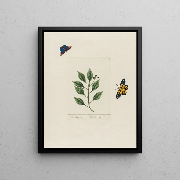 Petr Martynovich Gofman - Laurus Camphor.webp