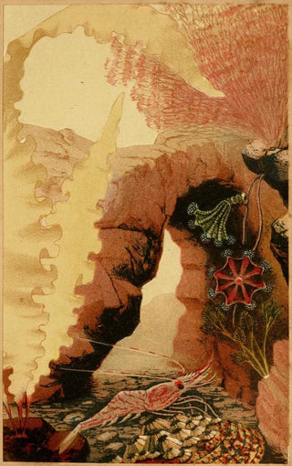 Philip Henry Gosse - The Aesop Prawn.webp