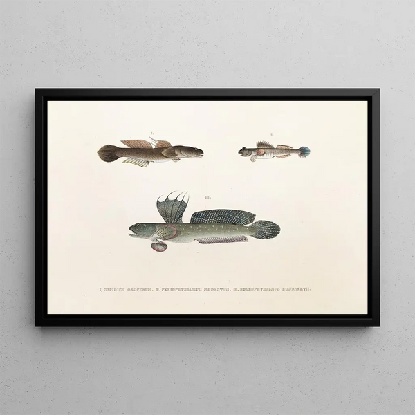 Philipp Franz Balthasar von Siebold - Fauna japonica Pl090.webp