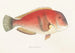 Fauna japonica, Pl. 101 - Philipp Franz Balthasar von Siebold — visning af kunstværket