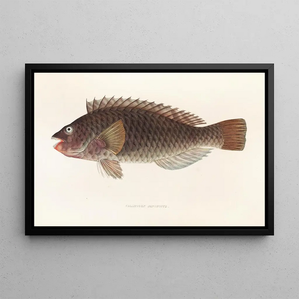 Philipp Franz Balthasar von Siebold - Fauna japonica Pl106.webp