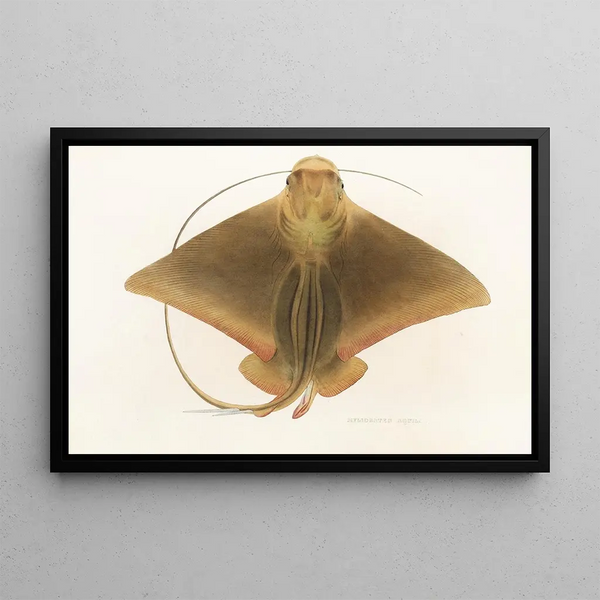 Fauna japonica Pl159 - Philipp Franz Balthasar von Siebold — indrammet kunstværk på væggen