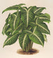 Phyllotnium Lindeni - Charles Antoine Lemaire — visning af kunstværket