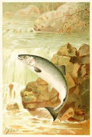 Pierre Jacques Smit - A Salmon Leap.webp