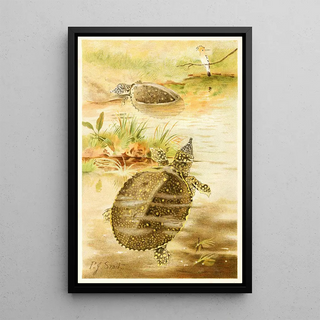 Pierre Jacques Smit - Soft river tortoises.webp