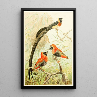 Pierre Jacques Smit - Weaver Birds.webp