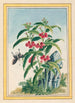 Plantes de Chine Pl021 - Pierre Joseph Buchoz — visning af kunstværket