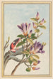 Plantes de Chine Pl031 - Pierre Joseph Buchoz — visning af kunstværket