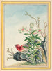 Plantes de Kina Pl038 - Pierre Joseph Buchoz — visning af kunstværket