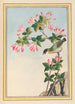 Plantes de Chine Pl042 - Pierre Joseph Buchoz — visning af kunstværket