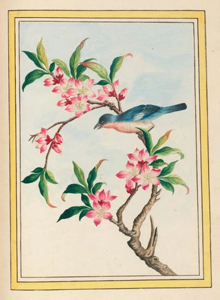 Pierre Joseph Buchoz - Plantes de Chine Pl053.webp