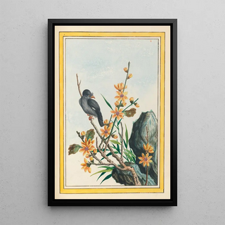 Pierre Joseph Buchoz - Plantes de Chine Pl065.webp