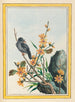 Plantes de Chine Pl065 - Pierre Joseph Buchoz — visning af kunstværket