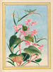Plantes de Chine Pl.080 - Pierre Joseph Buchoz — visning af kunstværket