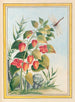 Plantes de Chine Pl.084 - Pierre Joseph Buchoz — visning af kunstværket