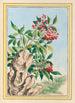 Plantes de Chine Pl089 - Pierre Joseph Buchoz — visning af kunstværket