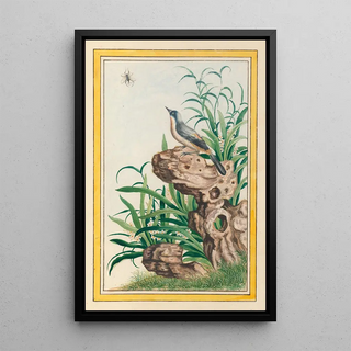 Pierre Joseph Buchoz - Plantes de Chine Pl095.webp