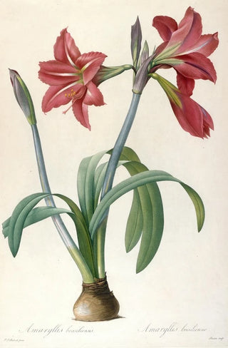Pierre Joseph Redout - Amaryllis brasiliensis.webp