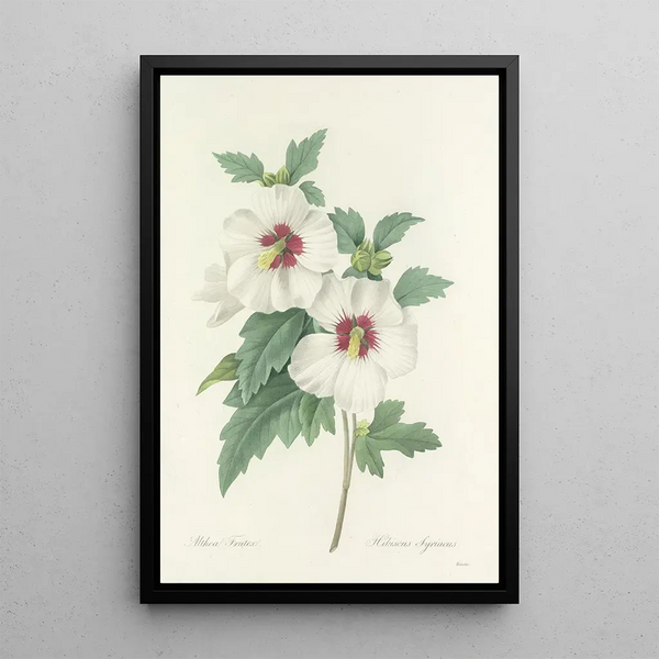 Choix des plus belles fleurs pl 004 - Pierre Joseph Redouté — indrammet kunstværk på væggen