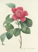 Udvalg af de smukkeste blomster pl 019 - Pierre Joseph Redouté — visning af kunstværket