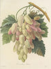 Udvalg af de smukkeste blomster pl 027 - Pierre-Joseph Redouté — visning af kunstværket