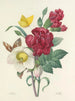 Udvalg af de smukkeste blomster pl 037 - Pierre-Joseph Redouté — visning af kunstværket