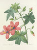 Udvalg af de smukkeste blomster pl 041 - Pierre-Joseph Redouté — visning af kunstværket