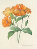 Udvalg af de smukkeste blomster pl 044 - Pierre-Joseph Redouté — visning af kunstværket