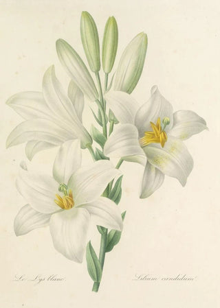 Pierre Joseph Redout - Choix des plus belles fleurs pl 045.webp