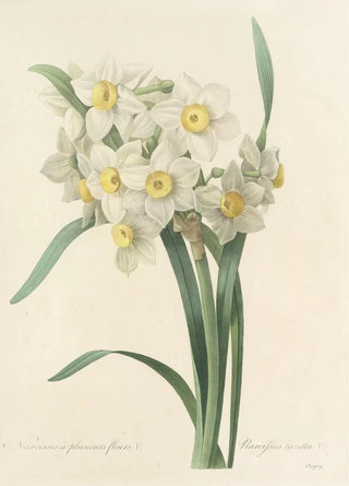 Pierre Joseph Redout - Choix des plus belles fleurs pl 053.webp