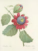 Udvalg af de smukkeste blomster pl 061 - Pierre-Joseph Redouté — visning af kunstværket