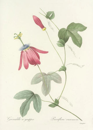 Pierre Joseph Redout - Choix des plus belles fleurs pl 062.webp