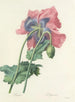 Udvalg af de smukkeste blomster pl 063 - Pierre-Joseph Redouté — visning af kunstværket