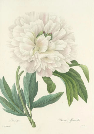 Pierre Joseph Redout - Choix des plus belles fleurs pl 072.webp