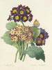 Udvalg af de smukkeste blomster pl 080 - Pierre-Joseph Redouté — visning af kunstværket