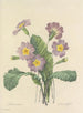Udvalg af de smukkeste blomster pl 082 - Pierre-Joseph Redouté — visning af kunstværket