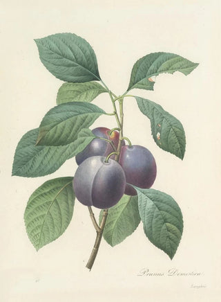 Pierre Joseph Redout - Choix des plus belles fleurs pl 083.webp