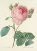 Udvalg af de smukkeste blomster pl 086 - Pierre-Joseph Redouté — visning af kunstværket