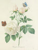 Udvalg af de smukkeste blomster pl 092 - Pierre-Joseph Redouté — visning af kunstværket