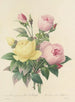 Udvalg af de smukkeste blomster pl 094 - Pierre-Joseph Redouté — visning af kunstværket