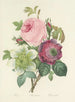 Udvalg af de smukkeste blomster pl 095 - Pierre-Joseph Redouté — visning af kunstværket